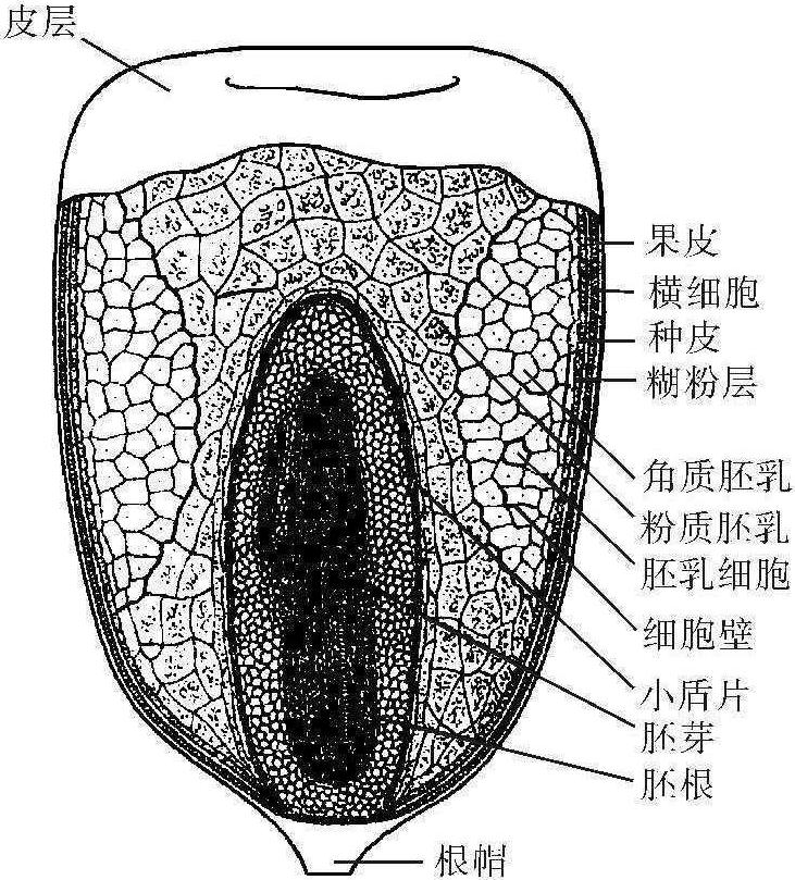 1.2 玉米的籽粒結構